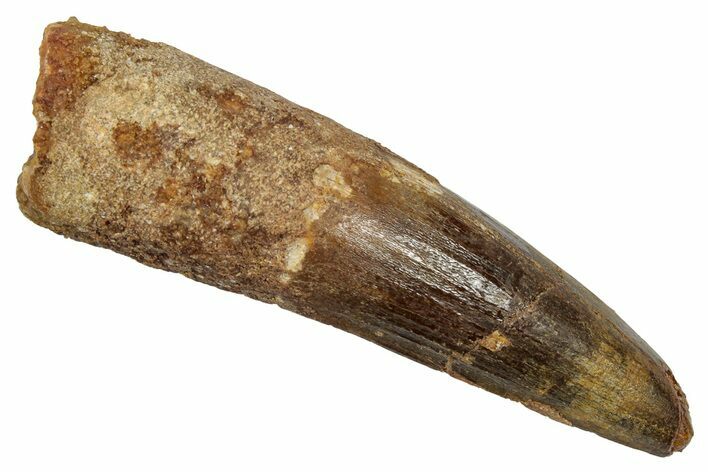 Fossil Spinosaurus Tooth - Real Dinosaur Tooth #345432